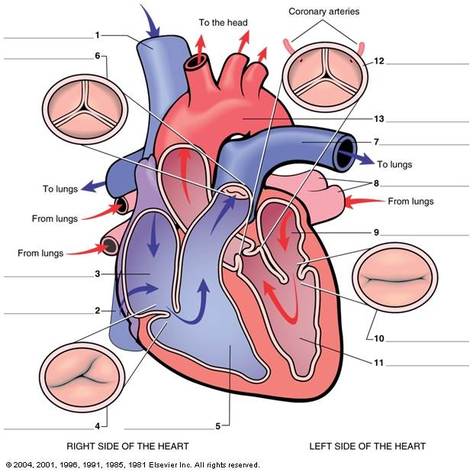 Blood Flow Through the Heart - Anatomy of the Heart